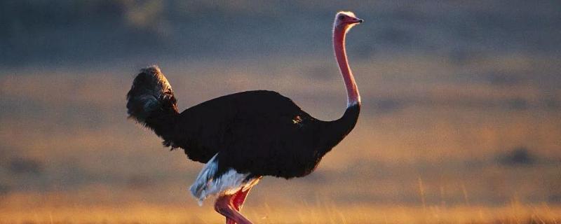 一只鴕鳥要多少元